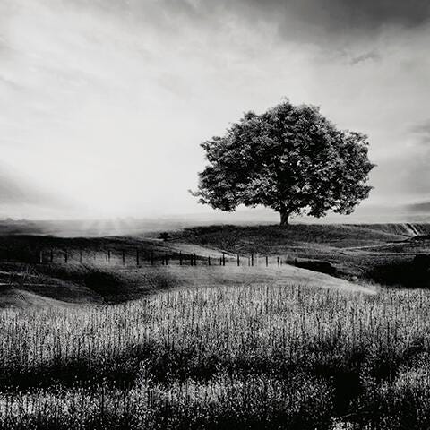 Deborland Wall Art - White;Black/Gray