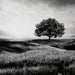 Deborland Wall Art - White;Black/Gray