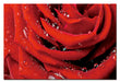 Oppidan Home Red Rose with Water Droplets (32H x 48W)