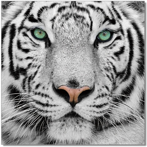 Wall Art Black & White Tiger 18189