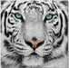 Wall Art Black & White Tiger 18189