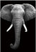 Wall Art Elephant 18169