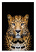 Oppidan Home Spotted Leopard Acrylic Wall Art (48H x 32W)