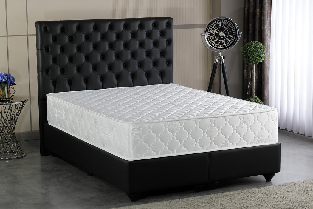Shaggy 8x10 2762