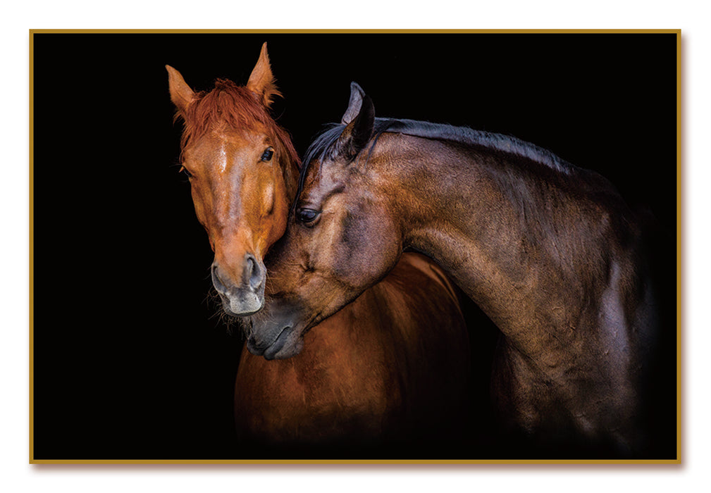 Oppidan Home Horses Caressing Acrylic Wall Art (40H X 60W)